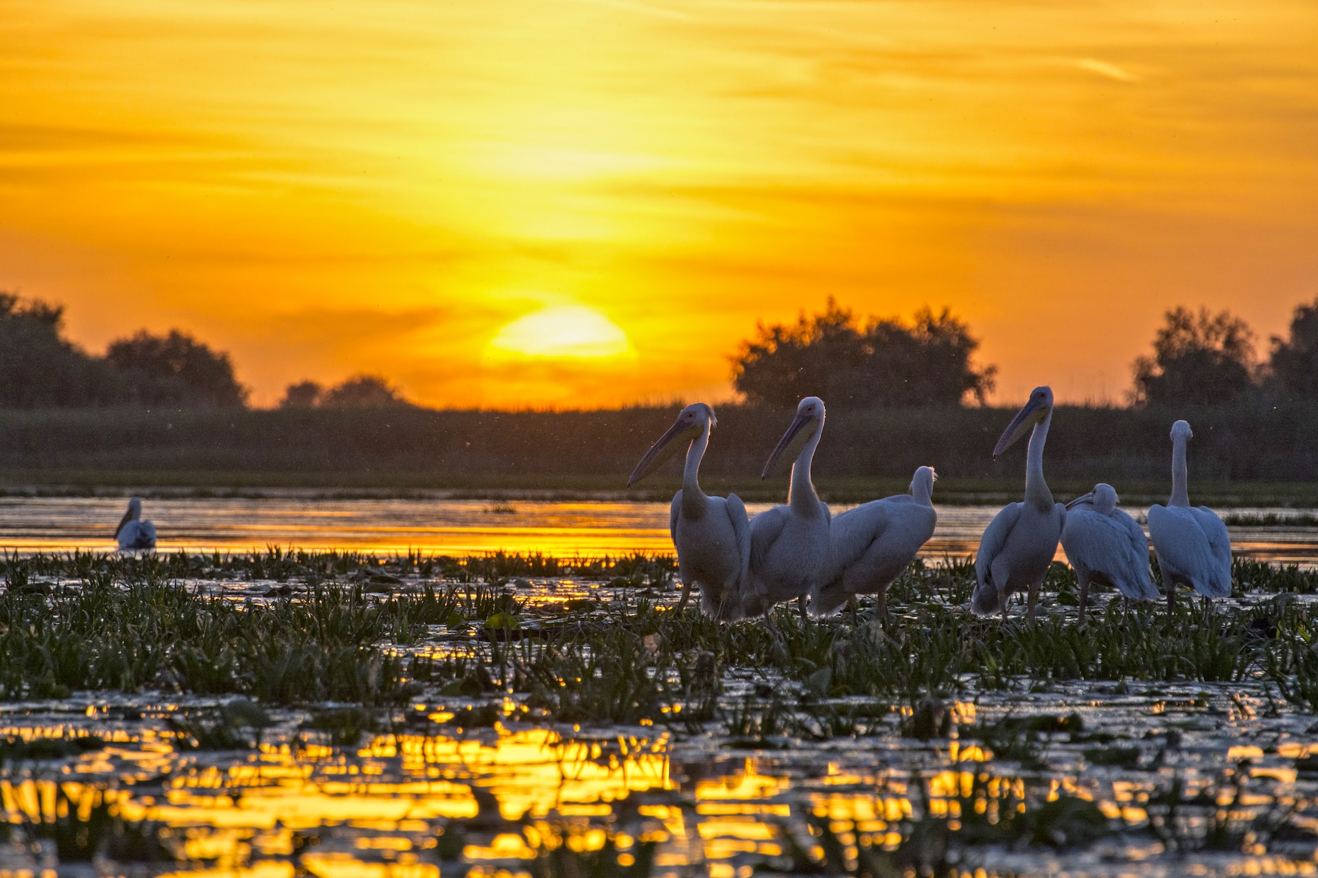 Danube Delta | The life of birds wakes up